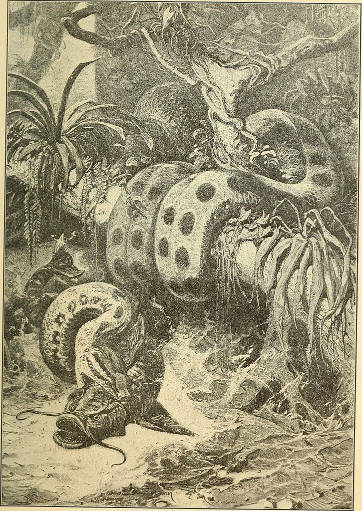 Anaconda Illustration